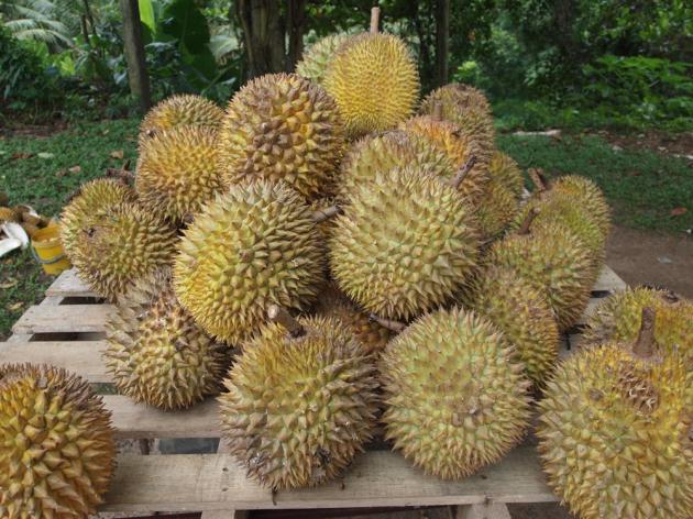 Durian nedir? Faydaları nelerdir?