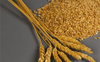 Buğday nedir? Faydaları nelerdir?