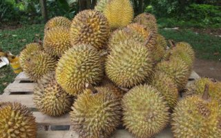 Durian nedir? Faydaları nelerdir?